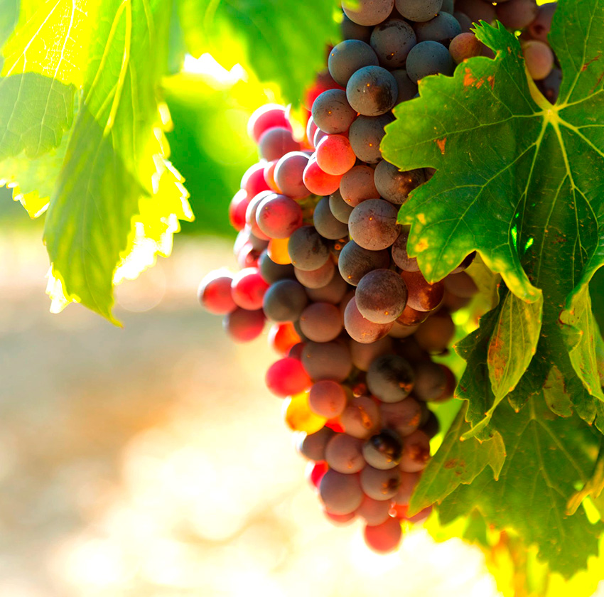 Carallot wine