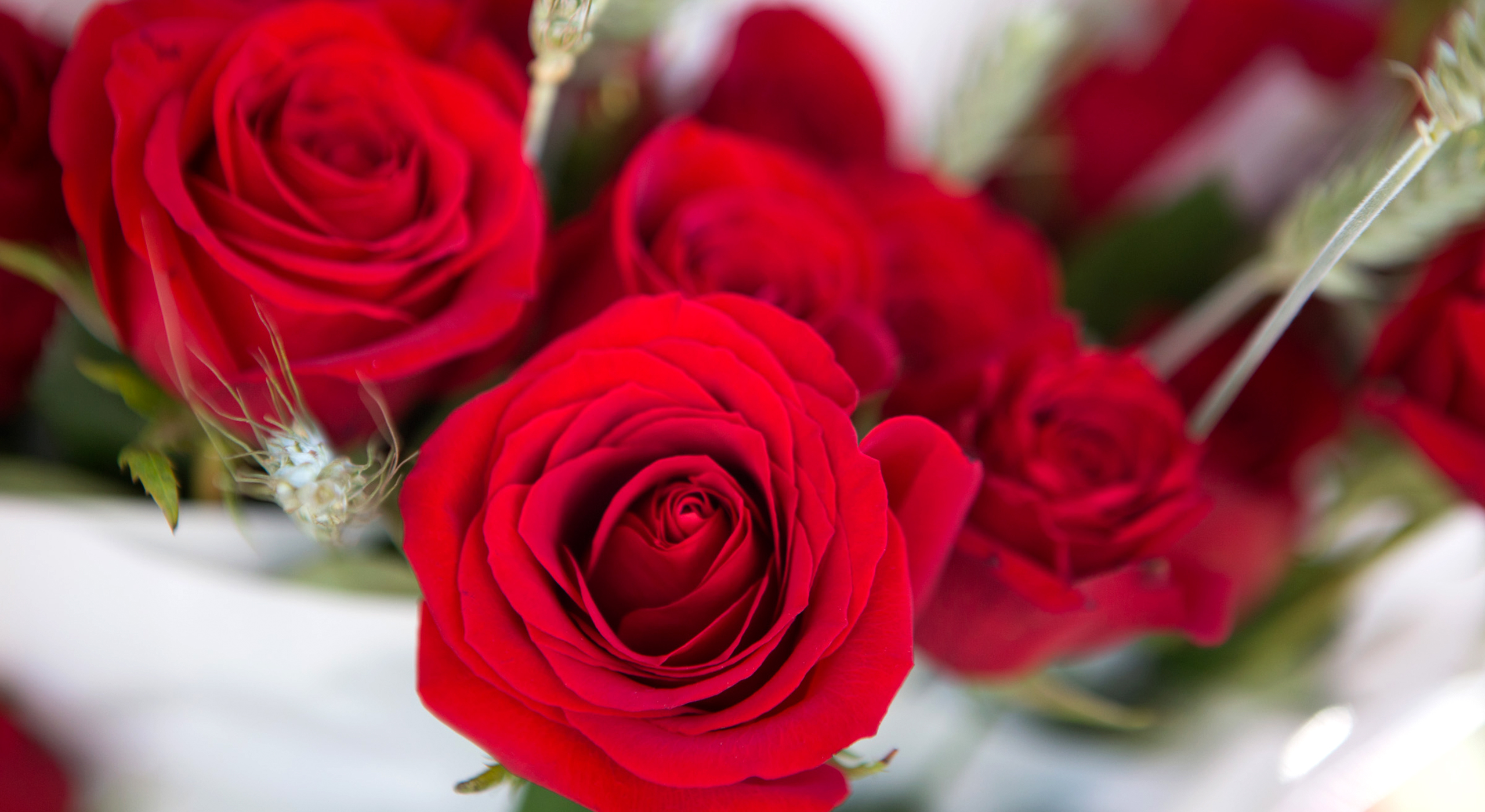 Sant Jordi's Day
