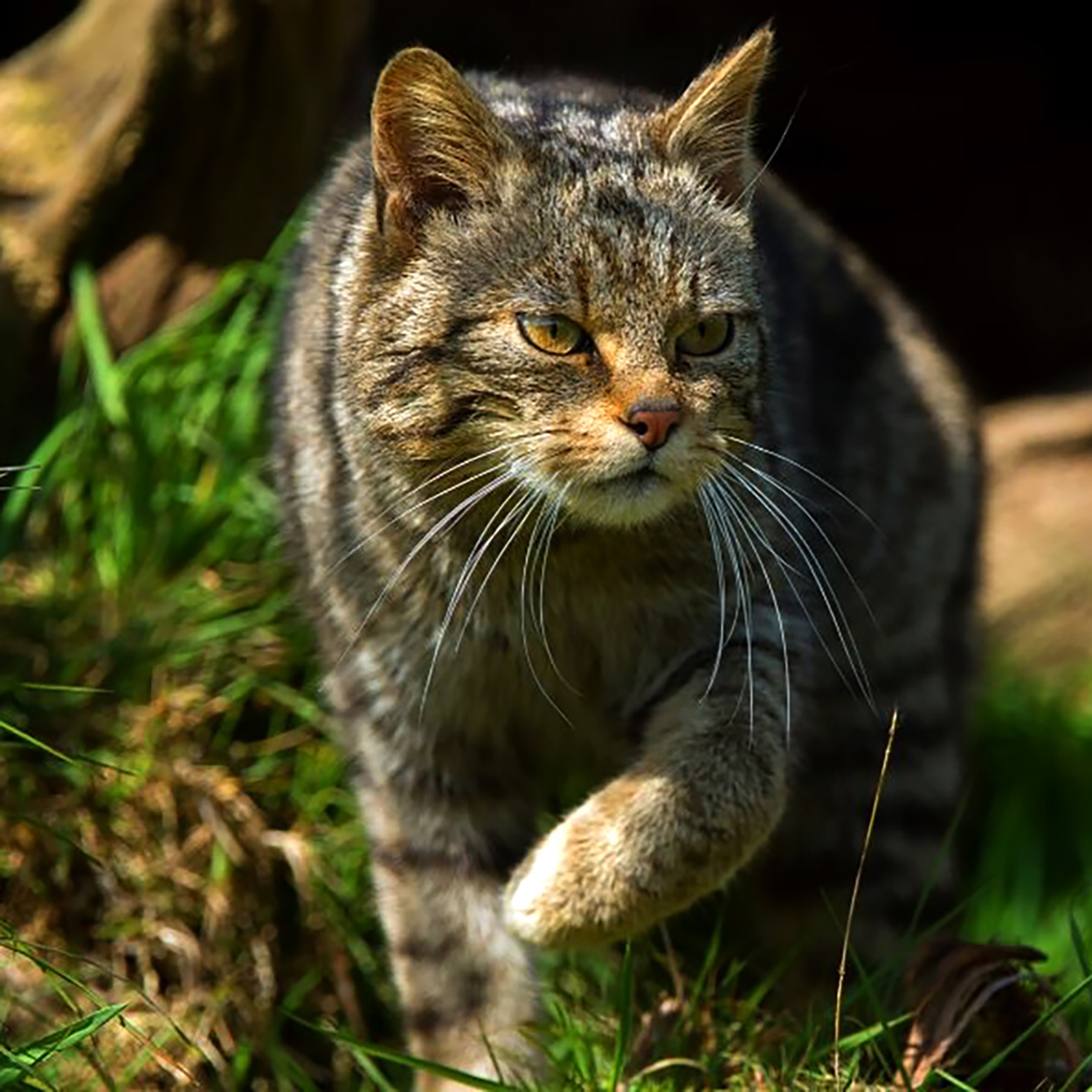 Gatfer