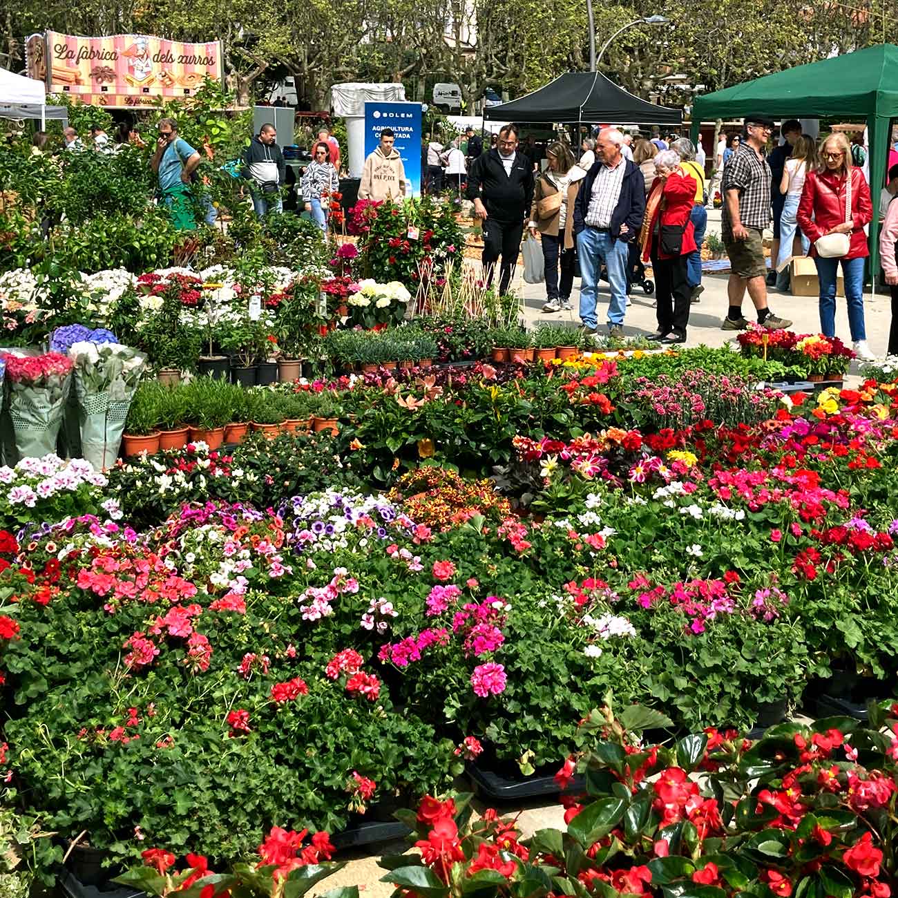45th Tree and Environment Fair of Mataró